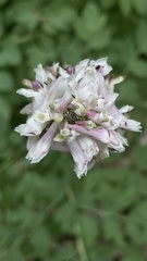 Corydalis caseana cusickii