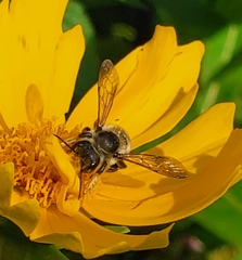 Megachile pugnata