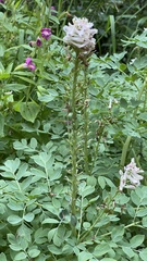 Corydalis caseana cusickii