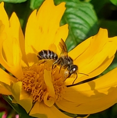 Megachile pugnata