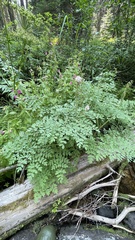 Corydalis caseana cusickii