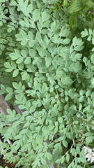 Corydalis caseana cusickii