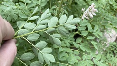 Corydalis caseana cusickii