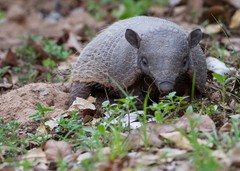 Euphractus sexcinctus