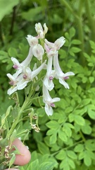 Corydalis caseana cusickii