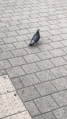 Columba livia domestica