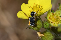 Stenodynerus blandus