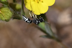 Stenodynerus blandus