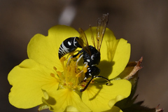 Stenodynerus blandus