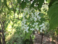 Sambucus williamsii
