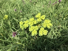 Euphorbia helioscopia