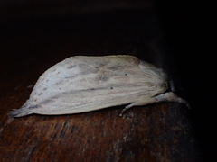 Saliocleta
