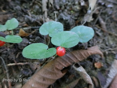 Geophila