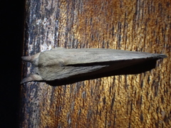 Saliocleta
