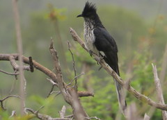 Clamator levaillantii