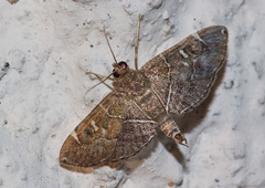 Lamprosema