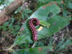 Antheromorpha