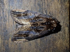 Allodonta maternalis