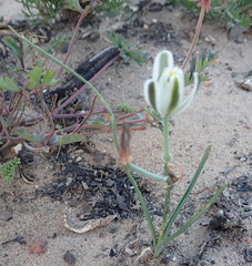Albuca longipes