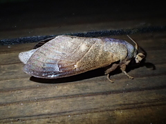 Paralebeda achillesi