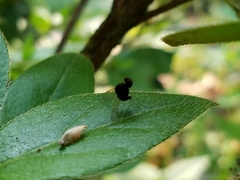 Chrysopilus basilaris