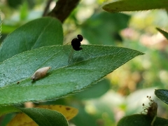 Chrysopilus basilaris