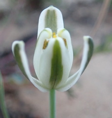 Albuca longipes