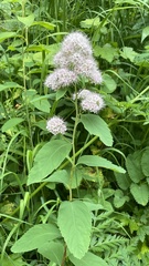 Spiraea × pyramidata