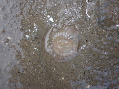 Harenactis attenuata