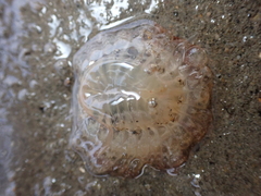 Harenactis attenuata