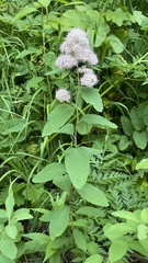 Spiraea × pyramidata