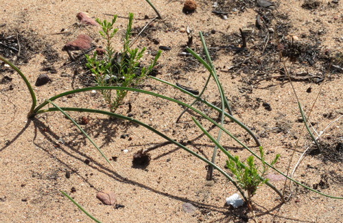 Drimia anomala
