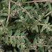 Euphorbia maculata - Photo (c) Chalon Boesel, algunos derechos reservados (CC BY-NC), uploaded by Chalon Boesel