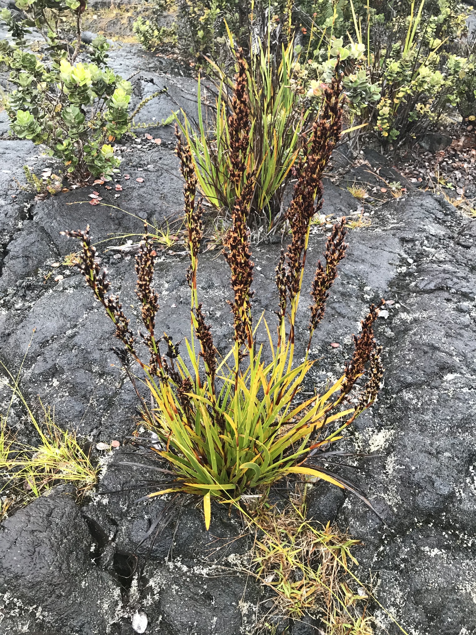 Machaerina angustifolia