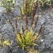 Machaerina angustifolia - Photo (c) Kyhl Austin, μερικά δικαιώματα διατηρούνται (CC BY-NC), uploaded by Kyhl Austin