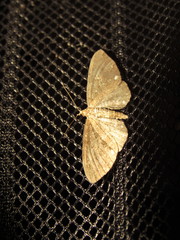 Eupithecia tripunctaria