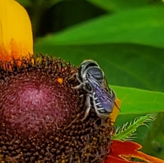 Megachile campanulae