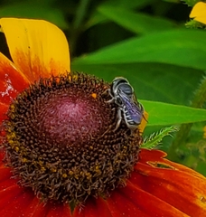 Megachile campanulae