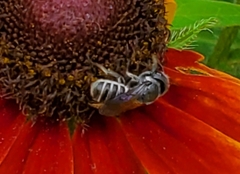 Megachile campanulae