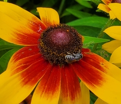 Megachile campanulae