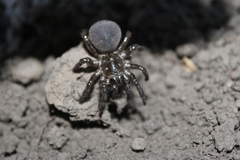 Hebestatis theveneti