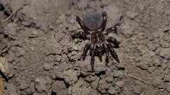 Hebestatis theveneti