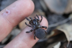 Hebestatis theveneti