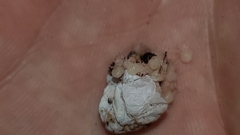 Hebestatis theveneti