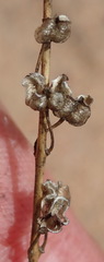 Drimia anomala