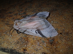 Lymantria lunata