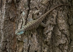 Chaco Spiny Lizard photo 5
