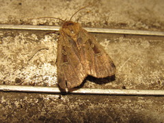 Diarsia esurialis