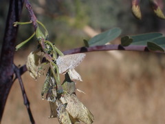 Theclinesthes miskini