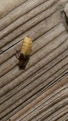 Lamprohiza mulsantii